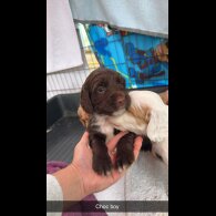 Sprocker Spaniel - Both