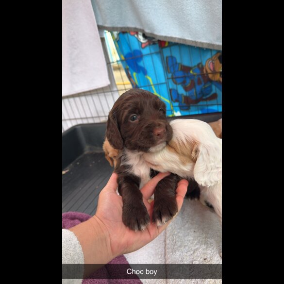 Sprocker Spaniel - Both