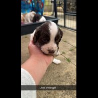 Sprocker Spaniel - Both