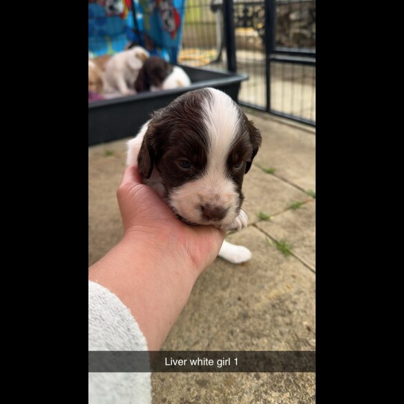 Sprocker Spaniel - Both