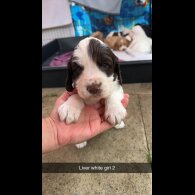 Sprocker Spaniel - Both
