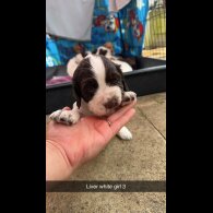 Sprocker Spaniel - Both