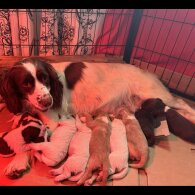 Sprocker Spaniel - Both