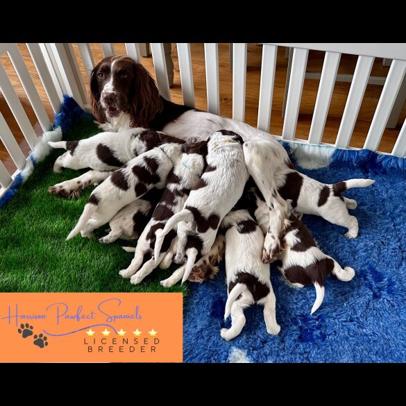 Sprocker Spaniel - Both