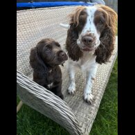 Sprocker Spaniel - Dogs