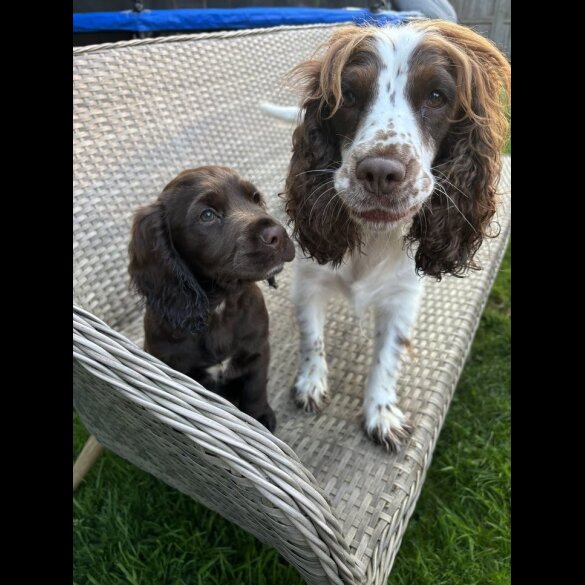 Sprocker Spaniel - Dogs