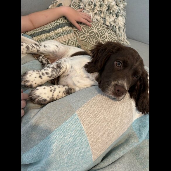 Sprocker Spaniel - Dogs