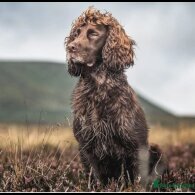 Sprocker Spaniel - Dogs