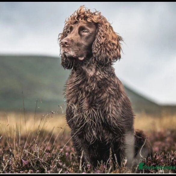 Sprocker Spaniel - Dogs