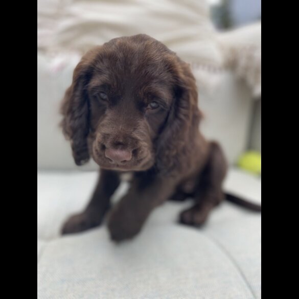 Sprocker Spaniel - Dogs