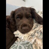 Sprocker Spaniel - Dogs