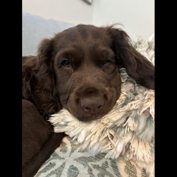Sprocker Spaniel - Dogs