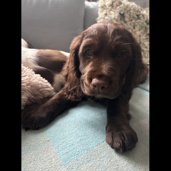 Sprocker Spaniel - Dogs