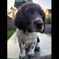 Sprocker Spaniel - Dogs