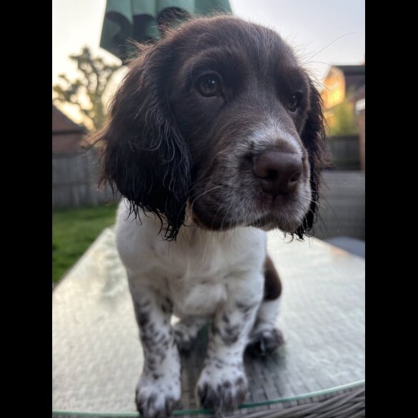 Sprocker Spaniel - Dogs