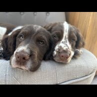 Sprocker Spaniel - Dogs