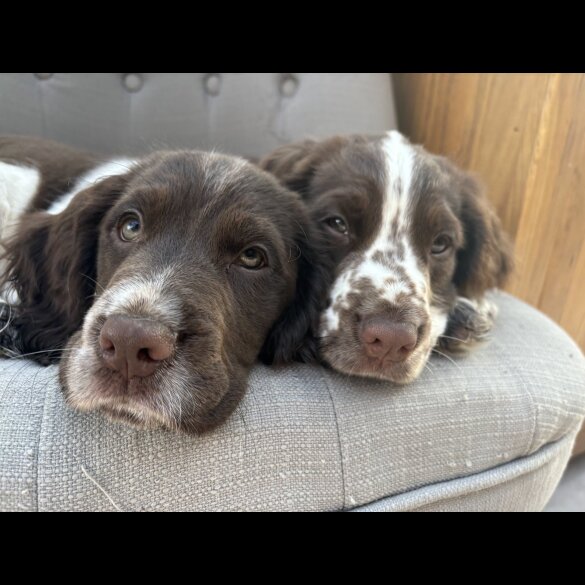 Sprocker Spaniel - Dogs