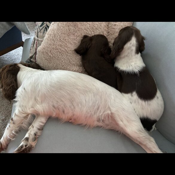 Sprocker Spaniel - Dogs
