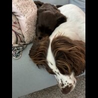 Sprocker Spaniel - Dogs