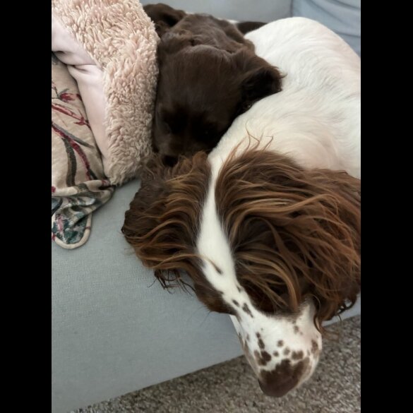 Sprocker Spaniel - Dogs
