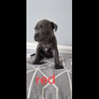 Staffordshire Bull Terrier - Both