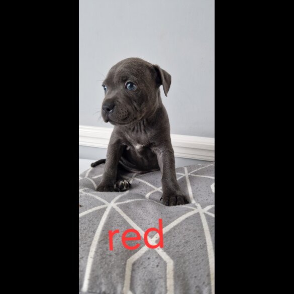 Staffordshire Bull Terrier - Both