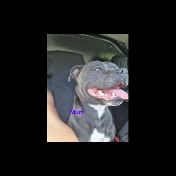 Staffordshire Bull Terrier - Both