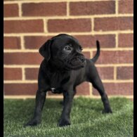 Staffordshire Bull Terrier - Both