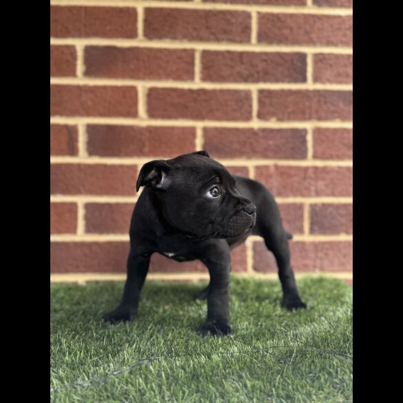 Staffordshire Bull Terrier - Both