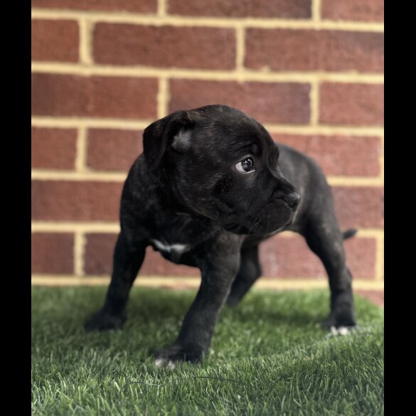 Staffordshire Bull Terrier - Both