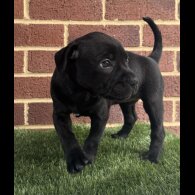 Staffordshire Bull Terrier - Both