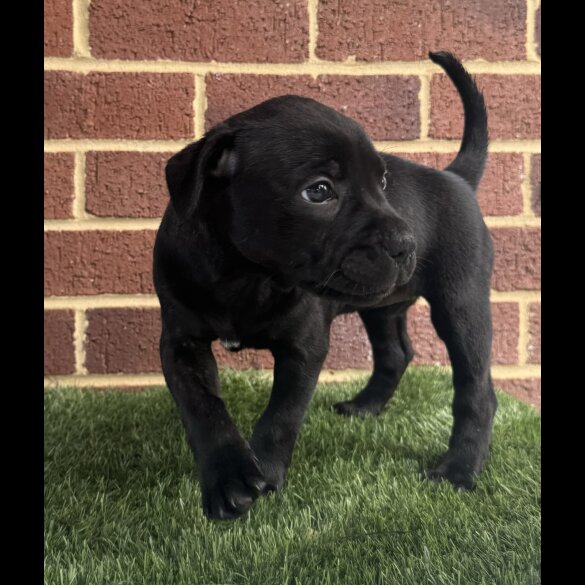 Staffordshire Bull Terrier - Both