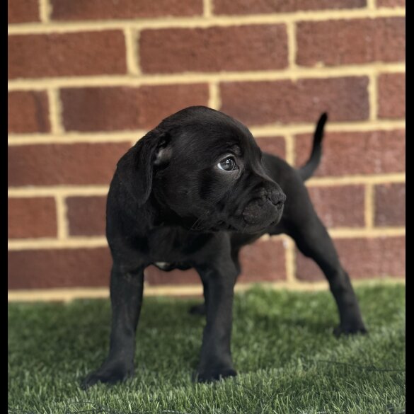 Staffordshire Bull Terrier - Both