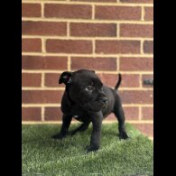 Staffordshire Bull Terrier - Both