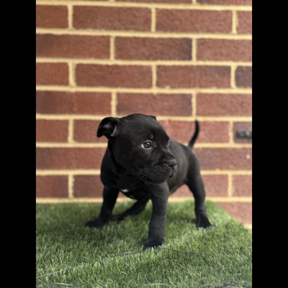 Staffordshire Bull Terrier - Both