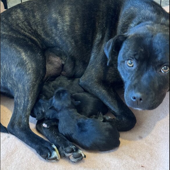 Staffordshire Bull Terrier - Both