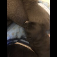 Staffordshire Bull Terrier - Dogs