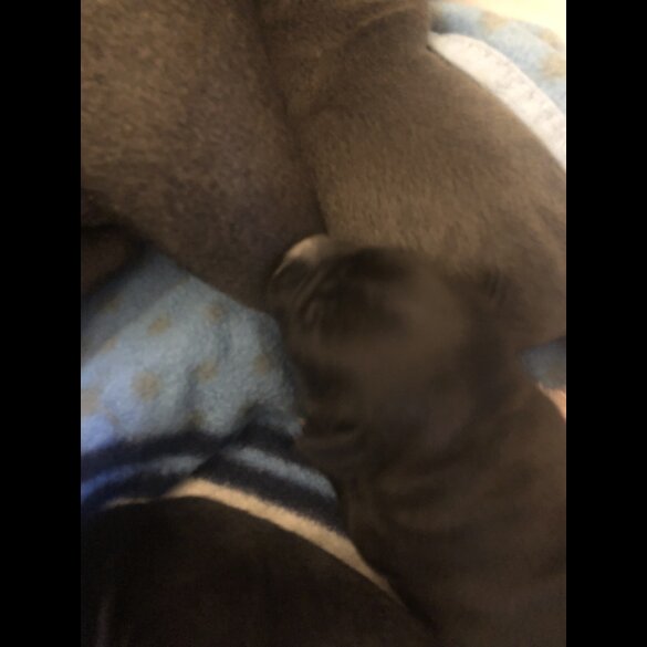 Staffordshire Bull Terrier - Dogs