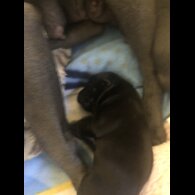 Staffordshire Bull Terrier - Dogs