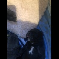 Staffordshire Bull Terrier - Dogs