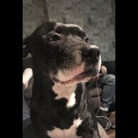 Staffordshire Bull Terrier - Dogs