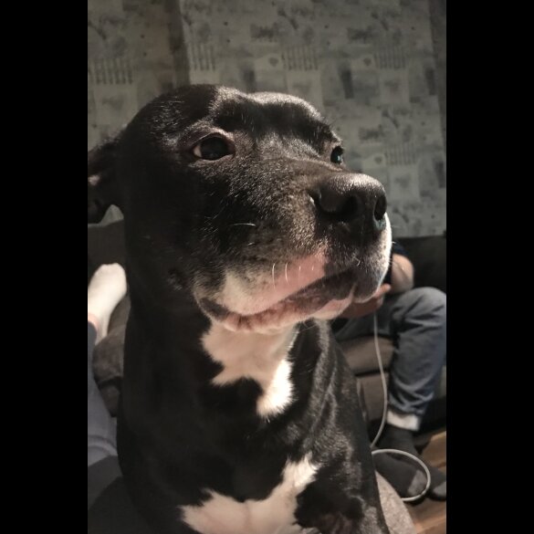 Staffordshire Bull Terrier - Dogs
