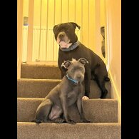 Staffordshire Bull Terrier - Dogs