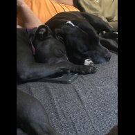 Staffordshire Bull Terrier - Dogs