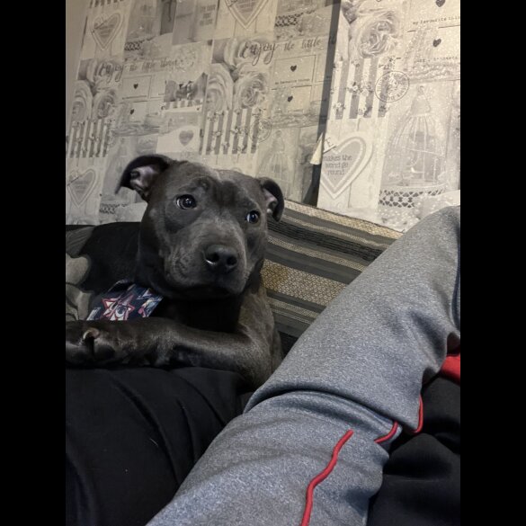 Staffordshire Bull Terrier - Dogs