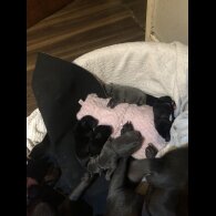 Staffordshire Bull Terrier - Dogs