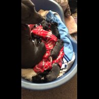 Staffordshire Bull Terrier - Dogs