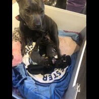 Staffordshire Bull Terrier - Dogs