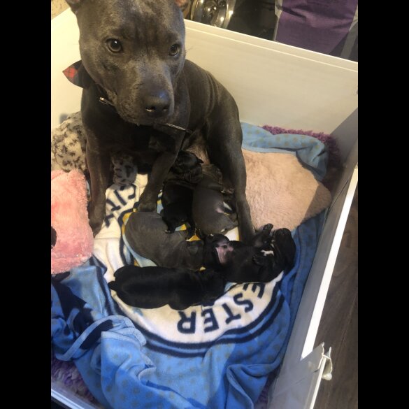 Staffordshire Bull Terrier - Dogs