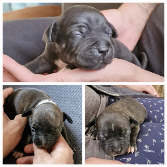 Staffordshire Bull Terrier - Both